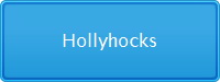 Hollyhocks